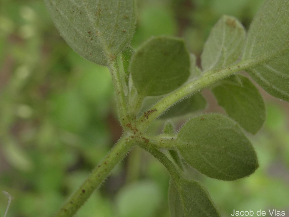 Ruellia patula Jacq.